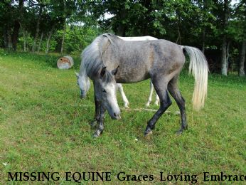MISSING EQUINE Graces Loving Embrace, Near Pettigrew, AR, 72752